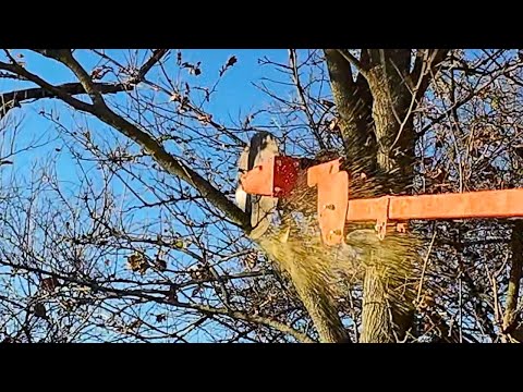 Circular Saw for TREES! Fastest Way Yet to Cut HIGH Limbs!