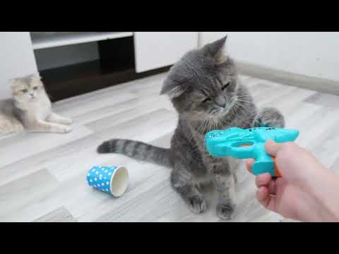 Funny cats get new toy from owner