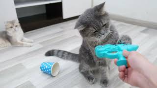 Funny cats get new toy from owner