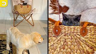 Cat Has Mastered Hide & Go Seek