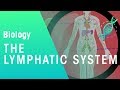 Exploring the Lymphatic System and Its Functions
