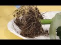 Plant Behavior and Characteristics