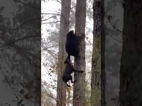 This heart-pounding video shows a dog clinging on with its mouth as a bear climbs a tree!