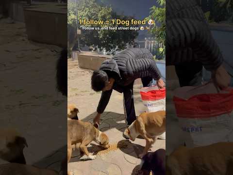 Once Again for All Street Dog ๐ถ Lovers