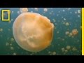 Ocean Protection and Conservation Efforts