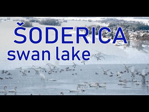 Šoderica – swan lake in winter