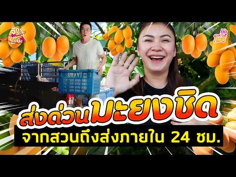 ส่งด่วนมะยงชิด จากสวนถึงส่งภายใน 24 ช.ม. I คริต-อิน-สวน