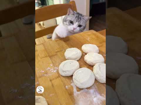 LOL Latest Funny Cats Clips Cute Cats Shorts Videos Compilations 😺😂😂 -EPS1203 #funnycats
