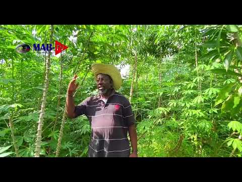 19JUIN BON NOUVEL! POU PRODUCTION NATISYONAL/APRE DIRI KPK KOUNIA SE KASAV KPK/ABIBI PRANKOU