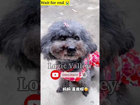 🐕टॉमी हो गया दुःखी 😭~miniwood toy woodworking art skill wood#shorts #trendingshorts#funny#comedy