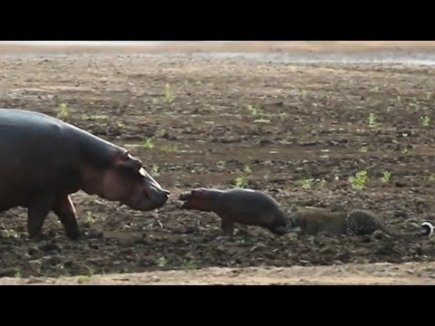 Ambitious Leopard Attacks Newborn Hippo, Faces Furious Mom in Epic Showdown!