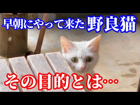 雨に濡れながら庭先に可愛い野良猫がやって来ました