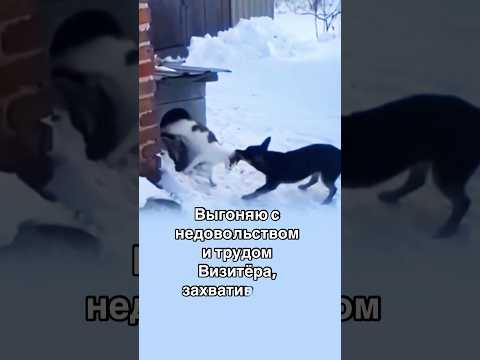 #юмор #skopins #стихи #прикол #cat #cats #собака #кот