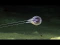 Ctenophore Discovery and Exploration