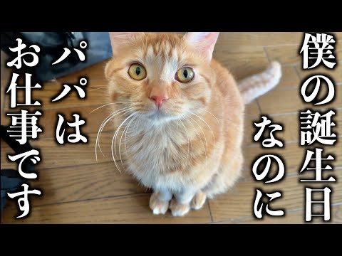 愛猫の誕生日なのに、忙しすぎる飼い主の日常