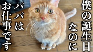 愛猫の誕生日なのに、忙しすぎる飼い主の日常