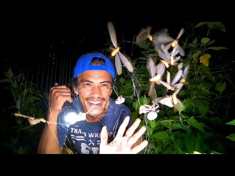 GRABE TO! ANG LALAKI NG MGA GAGAMBA! ANG DAMI PA!