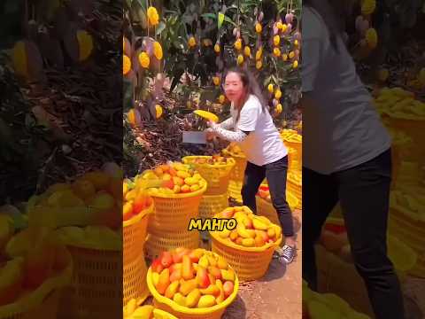 Вот КаК Китай выращивает ТОННЫ манго без КосточеК!