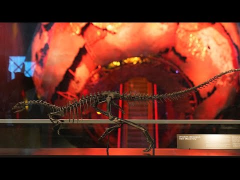 YouTube video thumbnail: Meet Enigmacursor: New Dinosaur Species Unveiled at London's Natural History Museum