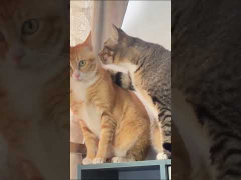 #funnydcat #funny #animals #dog #cat #funnyvideos #funnyvideo #cats #funnyanimals #funnycats #dogs