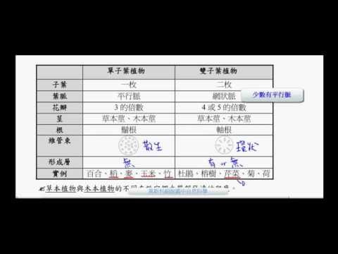 國一生物_單子葉與雙子葉植物【莫斯利國中自然科學】【國中生物】 - YouTube