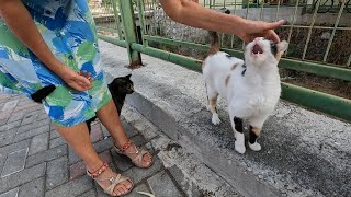 The constantly meowing calico cat and her friends are so cute