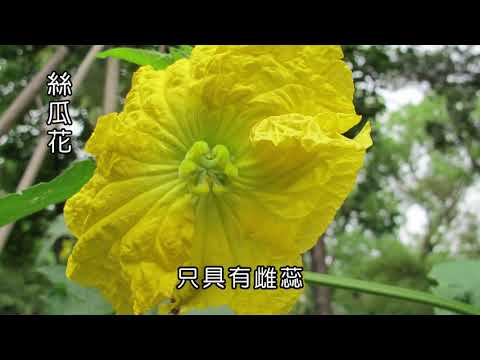 完全花與不完全花 - YouTube