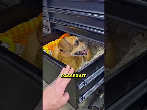 Cachette dans le tiroir qui tourne mal 🐶