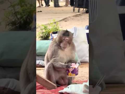 Cheeky Monkey Stealing