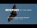 Understanding Bats