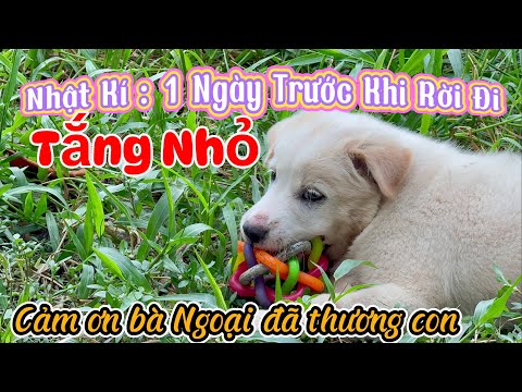 Nhật Kí Tắng Nhỏ: Một Ngày Trước Khi Con Rời Đi - Bà Ngoại Xám Thương Cháu Vô Bờ Bến