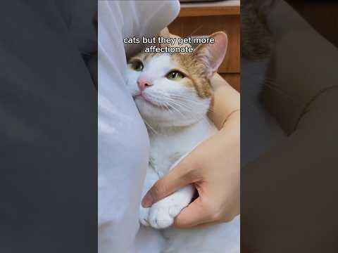 Cats getting more affectionate 🥰