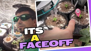 3 brands of fertilizer face off