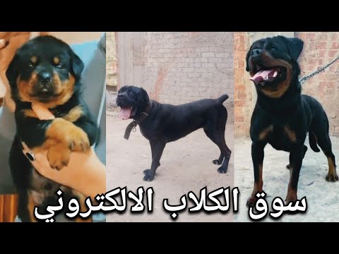 سوق الكلاب والجراوى الالكترونى  جراوي العيدية وصلت💃 وكلاب الحراسة فصلت😎