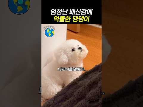 너무 억울한 댕댕이