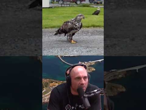 Joe Rogan Can't Believe This Man Feeding Eagles! 🦅