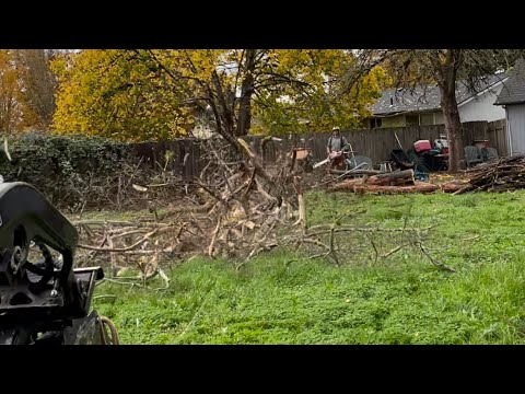 Tree DISINTEGRATES when it hits the ground