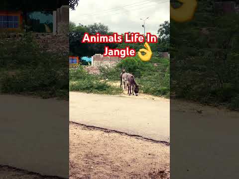 Wild Animals❤️#foryou#reels#animals#donkeywith#viral#shortvideo#viralvideo#shorts#short #viralshorts