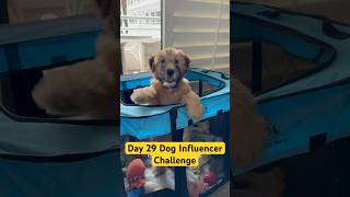 Day 29 Trying to Make My Dog Famous 🐶 @TheJessiiShow
