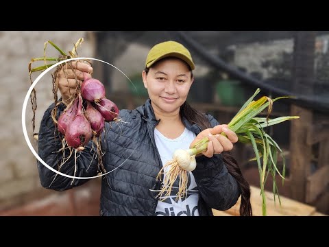 COMO PLANTAR CEBOLA ROXA DE CABEÇA - VIDA VERDE SISTEMAS SUSTENTÁVEIS