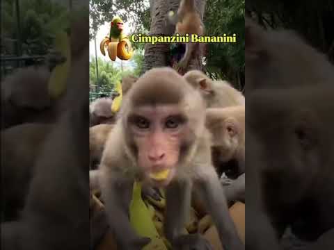 Wdyt about these cute animals #anmals #funny #cute #shorts