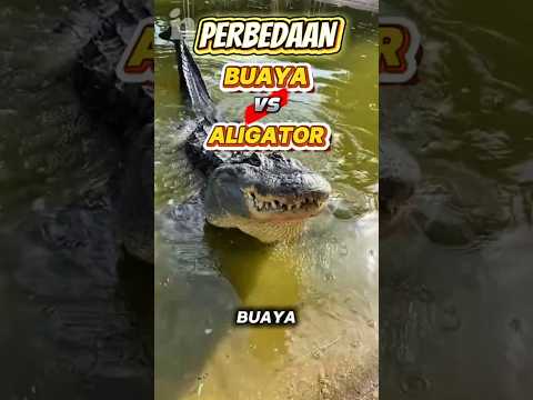 Inilah Bedanya Buaya dan Aligator! #shorts
