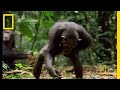 Chimpanzee Tool Use and Behavior