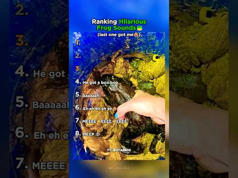 Top 8 Hilarious Frog Noises That Will Make You Croak