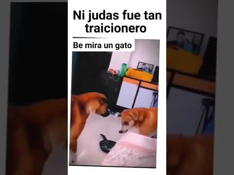 Ni judas fue tan traicionero #firulais #comedia #shorts