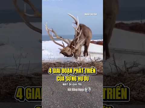 Hươu nai mỗi năm đều thay sừng. #hải_đăng_aqua #haidangaqua #khampha #hochoi #animals #độngvật