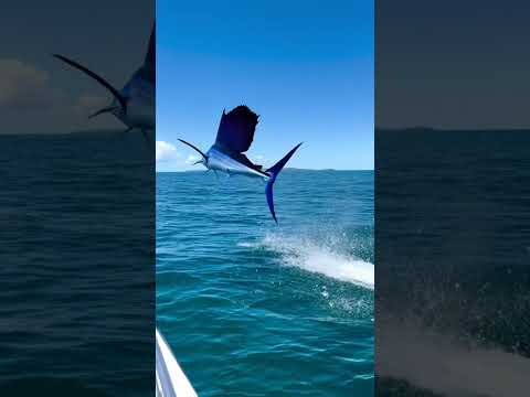 encontramos al pez mas veloz del mar