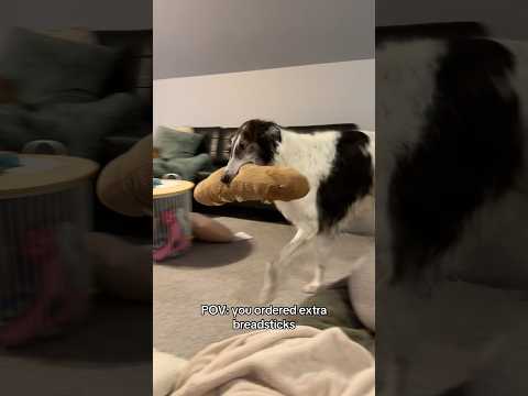 special delivery #borzoi #delivery #baguette #hottogo