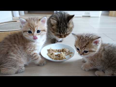 Kittens Rio and Rico have also started eating baby food!