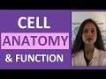 Cell Structure and Function Essentials